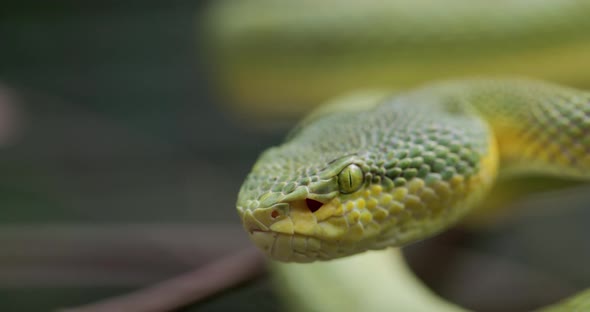 Venomous And Endemic Snake Bamboo Pit Viper - close up split green and yellow