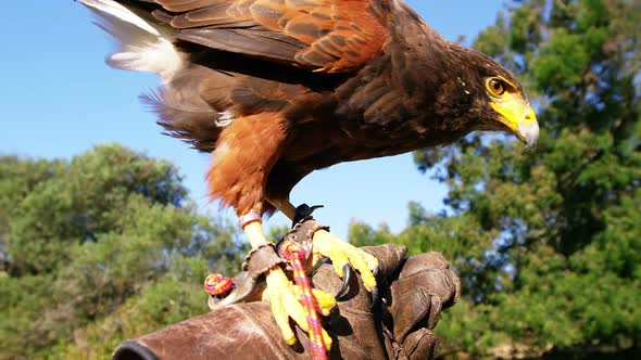 Falcon eagle perching on mans hand