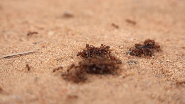 Ants in the Sand Moving Their Food