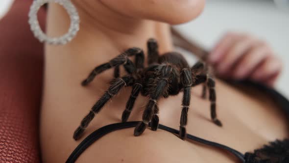 Big Black Spider on a Woman's Shoulders