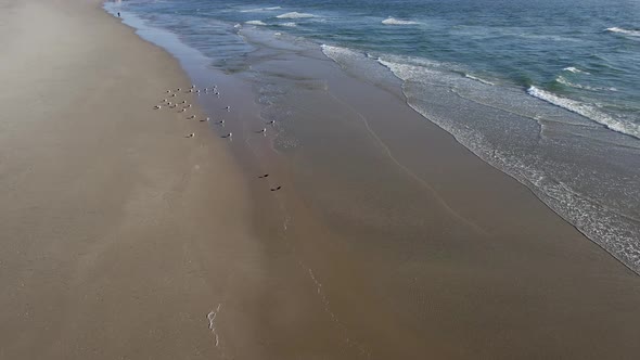 Aerial View of Flock of Seagulls Taking Off Into Ocean