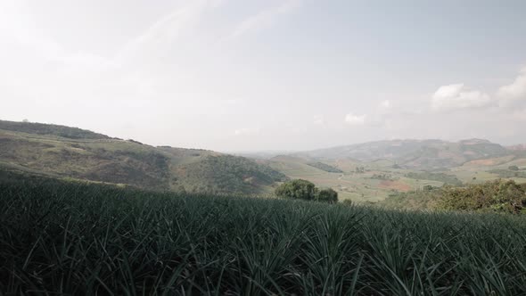 Pineapple Farm with landscape View in Girón Colombia