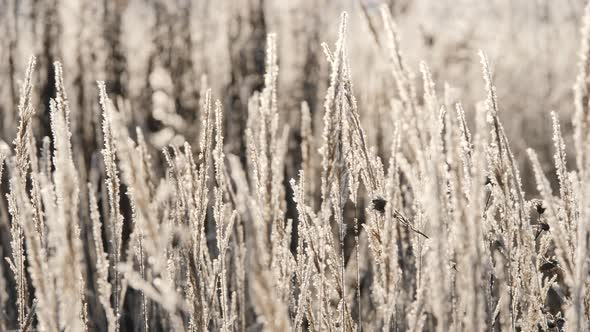Panicles of Dry Grass Shrouded in Snowflakes Against