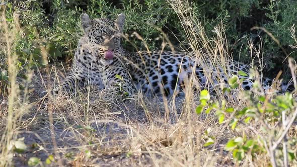 African Leopard rests peacefully in the shade on a hot day in Botswana