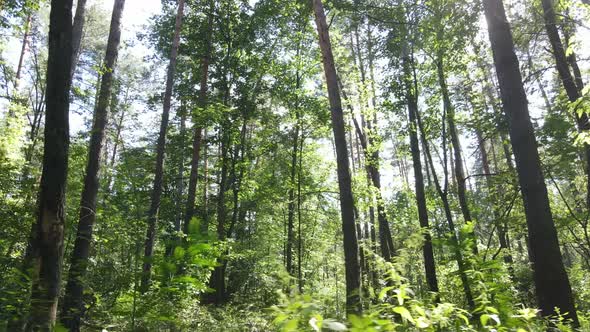 Natural Landscape in the Forest During the Day