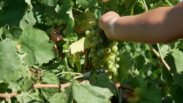 Hand Plucks Bunch of Ripe Green Grapes From Bush