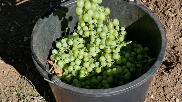 Farm Worker Throws Bunch of Green Grapes Into a Bucket