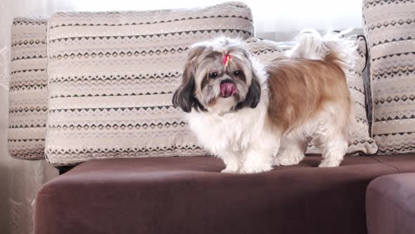 Shih Tzu Female Dog Pet Commercial