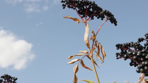 Danewort elder plant slow tilt 4K 2160p 30fps UltraHD footage - Sambucus ebulus black berries agains