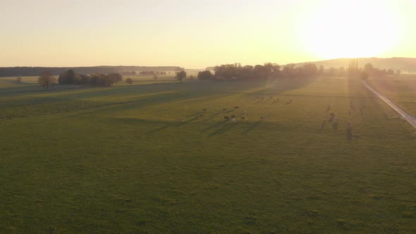 Aerial view of a herd of cows in the middle of a green field, in the Bavarian Alps, during sunrise.