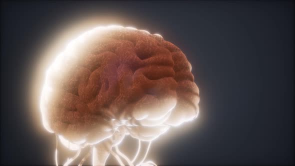 Animated Model of Human Brain alt