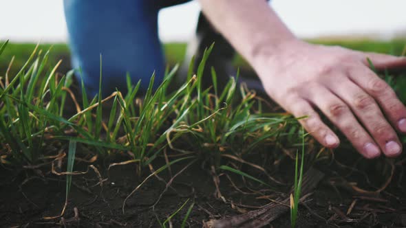 Farmer Hand Touches Green Wheat Crop Germ Agriculture Industry