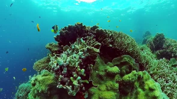 The Underwater World of a Coral Reef