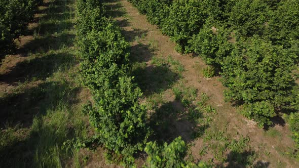 Hazelnut Organic Field Agriculture Cultivation