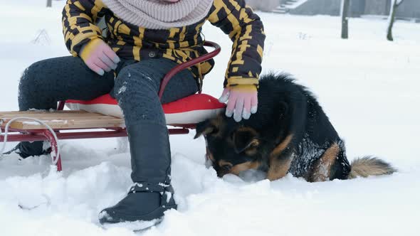 Sleighing with a Dog