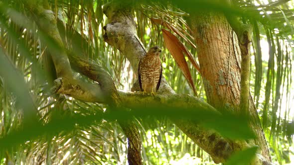 Broad-winged Hawk standing on a wild leafy tropical forest.