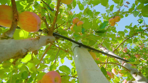 Delicious Apples Grow on Tree Fixed to Wire and Wooden Pole