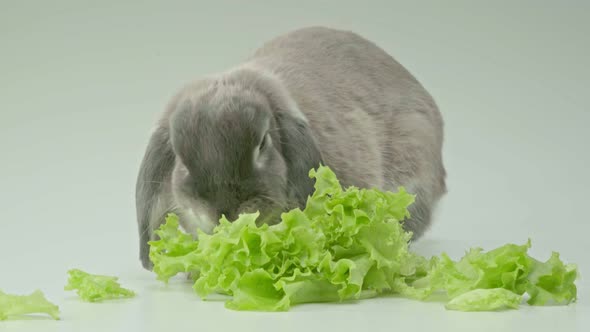 Gray cute rabbit eating salad leaves.