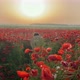 Little girl in dress having fun in a field of red poppies - VideoHive Item for Sale