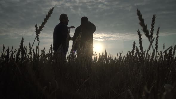 Businessman and Agronomist are Working in the Field Against the Sunset