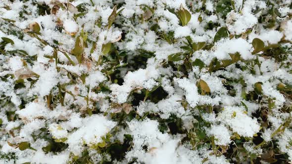 Fresh Snow on a Wooden Bush