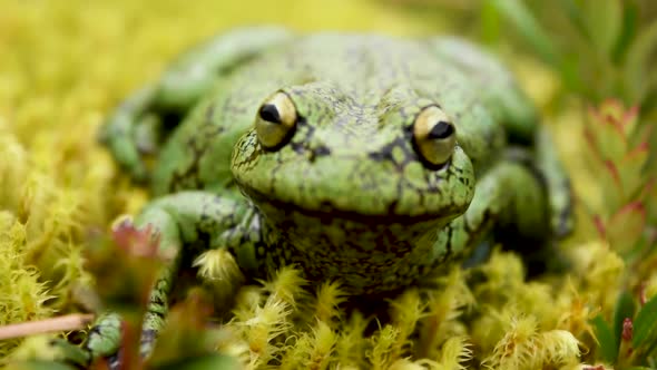 Close up macro shot of a green cute smiling frog with large eyes