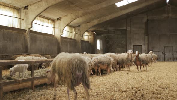 Sheep Livestock Farm Sheep Herd In A Barn