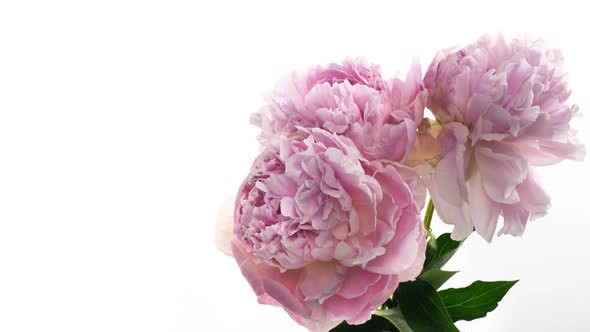 Beautiful Pink Peony Bouquet Background