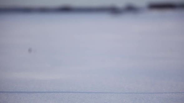 snowy owl pan reveal closeup standing in snow