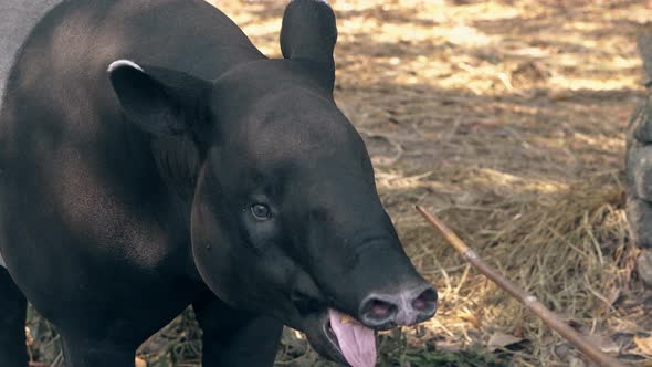 Clever Black and Gray Tapir Eats Banana From Stick in Zoo