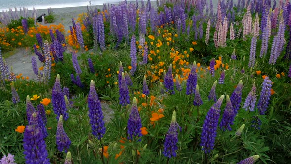 Beautiful Lupin Field at Lake Tekapo, New Zealand in Summer