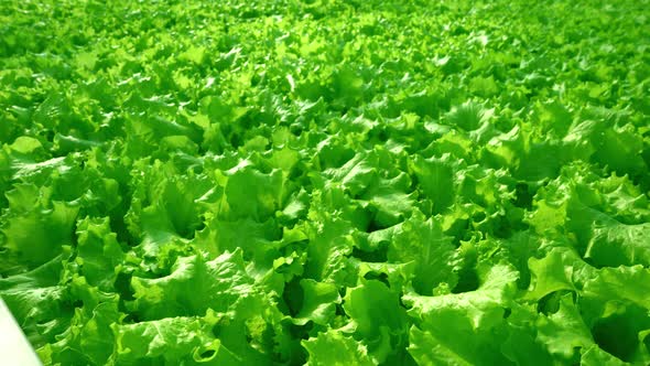 Grow Lettuce Closeup in the Greenhouse