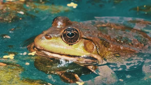 Green Frog Sits in the Marsh