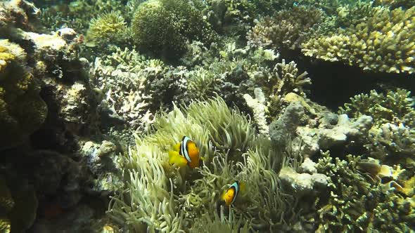 two clark's anenomefish swim above their host anenome at a shallow coral reef