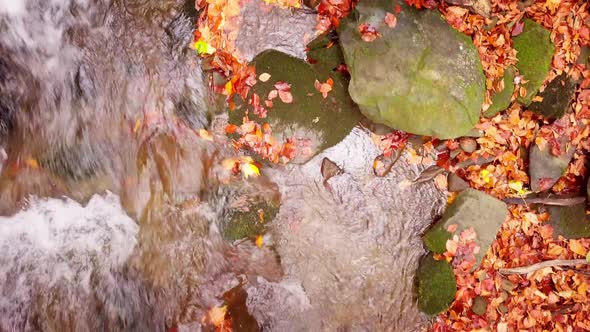 Footage of Wonderful Mountain Stream in the Shypit Karpat National Park