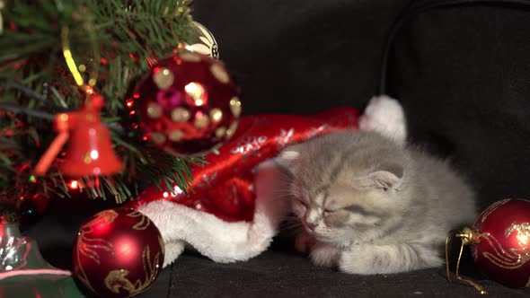 Funny Little Gray Fold Scottish Kitten Kitty Sleeping on