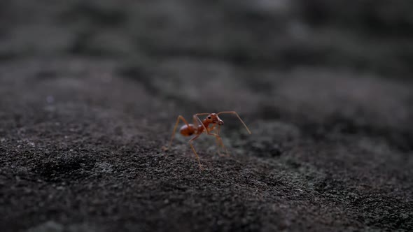 Red ant action walking in the nature