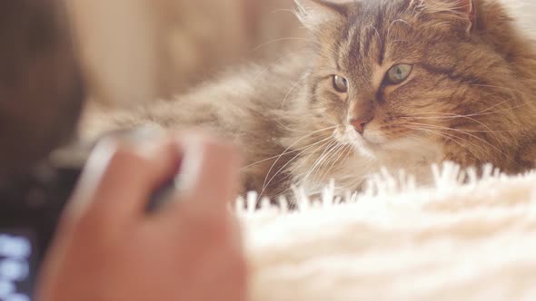 beautiful red cat lying on bed on plaid indoors, man takes animal on camera