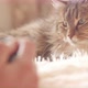beautiful red cat lying on bed on plaid indoors, man takes animal on camera - VideoHive Item for Sale