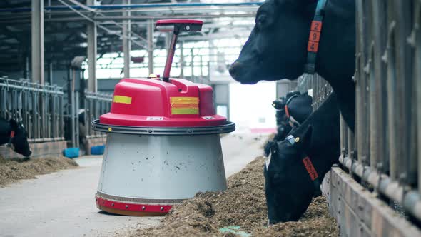 Hay is Being Moved Towards the Cows By an Automated Machine