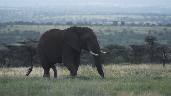 Landscape view of a elephant eating in the Kenyan savannah, Africa, on a moody day