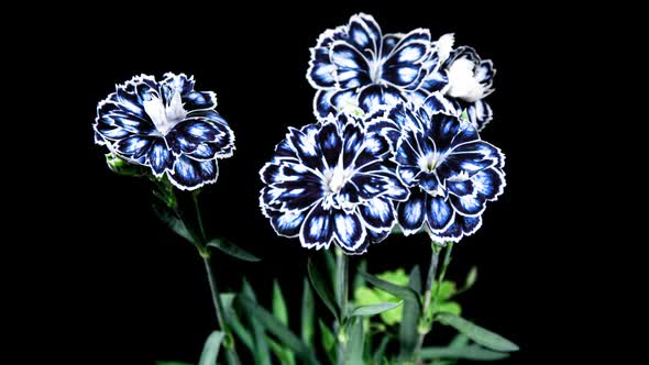 Blue Carnation Flower Blooming   close-up in Time Lapse on a Black Background