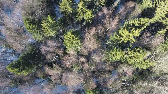 Spruce and bare birches in winter mixed forest, aerial view