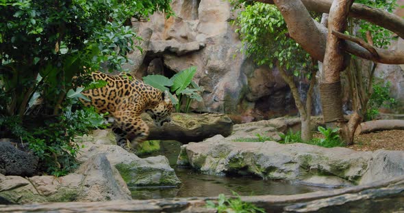 Spotted Jaguar Walks Inside Jungle Forest on Fallen Tree Trunk