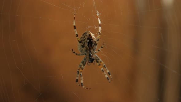 Big Spider On Web Eats