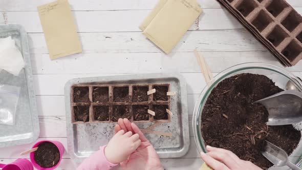 Flat lay. Little girl helping to plant herb seeds into small containers for a homeschool project.