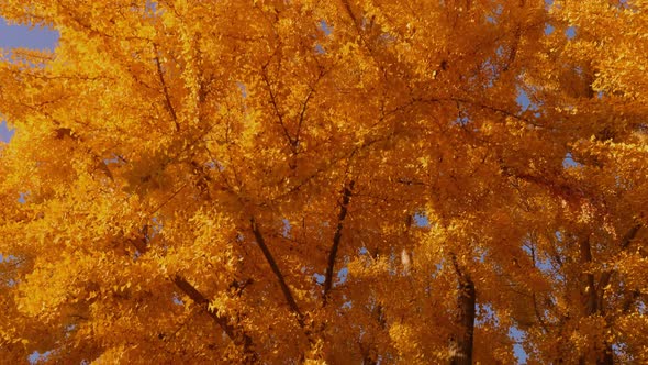 The bright yellow leaves of the Ginkgo Biloba tree in autumn