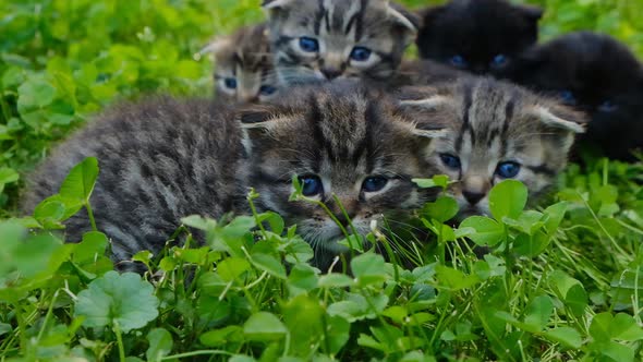 kitten faces.Fluffy kittens with blue eyes in green grass.  baby kittens