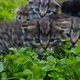 kitten faces.Fluffy kittens with blue eyes in green grass.  baby kittens - VideoHive Item for Sale