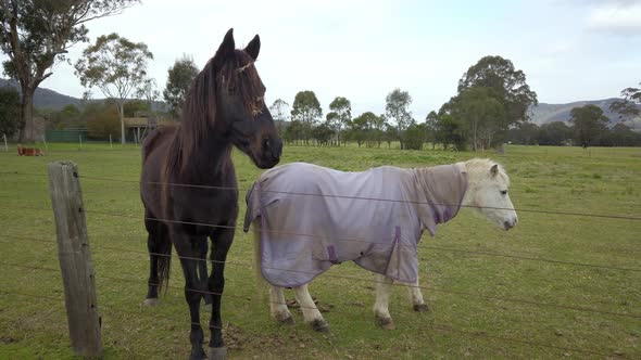 A black horse and white pony with horse blanket behind the fence in the park, black horse facing the